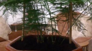 Аспарагус перистый, содержание и уход.