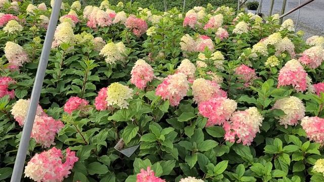 Hydrangea Quick Fire Fab®?(Panicle Hydrangea) / Plus "Tips & Tricks" For Deeper Color & MORE FLOWER смотреть онлайн