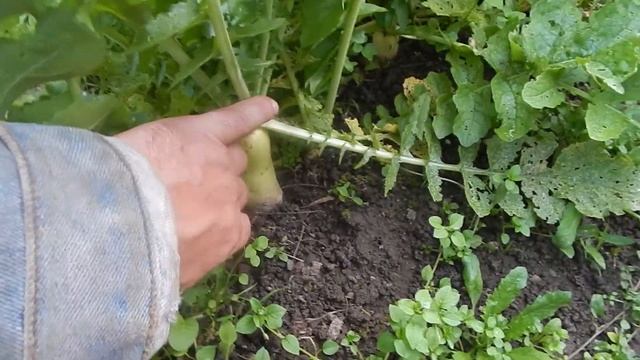 Уборка моркови, свеклы  Правильное хранение.