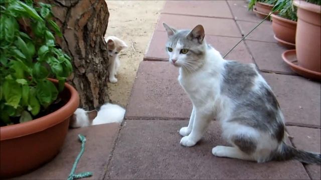 Prova video in HD PowerShot SX240HS смотреть онлайн