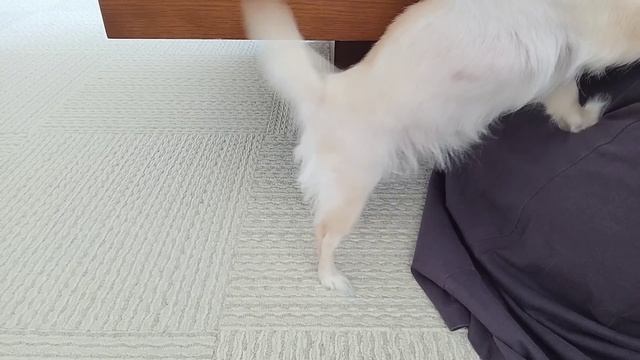 일본 도쿄 브이로그 l 마트 장보고 편의점 간식 쇼핑, 연어 카르파쵸, 수박청&자두청 만드는 도쿄 일상 브이로그