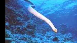 1000 тайн нечистой силы. В море и на морском берегу. Кошмары морских вод. Морской змей.
