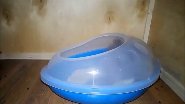 Купание шиншиллы в песке. Как правильно её купать? / что за зверь такой ШИНШИЛЛА? смотреть онлайн