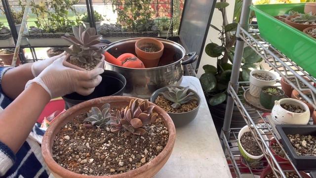 Korean echeveria from leaf propagation смотреть онлайн