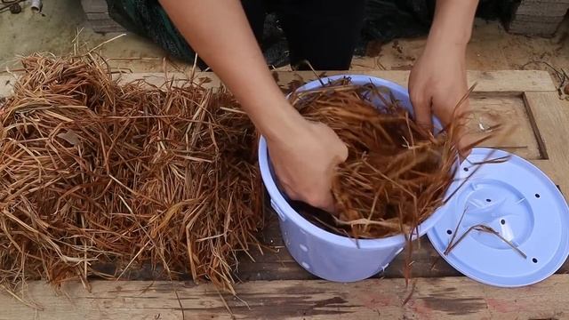 Выращивание грибов-вешенка в пластиковых ведрах