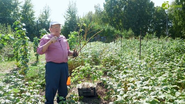 Размножаем малину крапивкой, корешками и корневыми черенками. Мастер класс от Анатолия Сидоровича смотреть онлайн