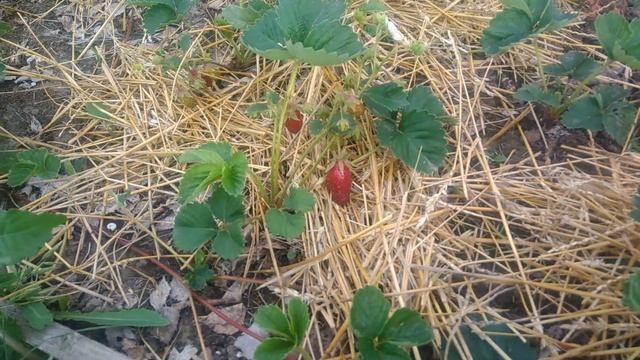 Клубника Купчиха(земклуника). Первое впечатление о КУПЧИХЕ