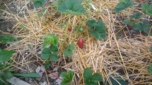 Клубника Купчиха(земклуника). Первое впечатление о КУПЧИХЕ