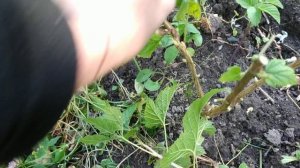 Как обрезать однолетние куст черной смородины осенью?