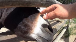 Кусаются ли ослики?