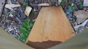 АБВГАТ и гигантская колба, как приобщить детей к походам, особенность клещей, салат из колбы