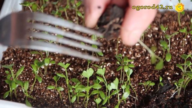 Пикировка корневого сельдерея смотреть онлайн