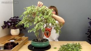 Многоствольный фикус Бенджамина (ч.5).