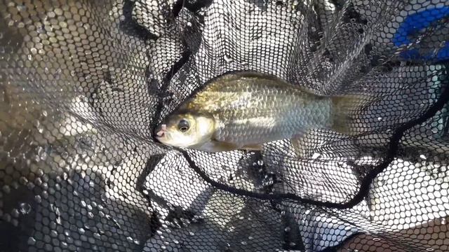 Риболов с гол телескоп от язовирна стена 🐟🎣🌞🔝😎 Подробности по-долу в описанието👇 смотреть онлайн