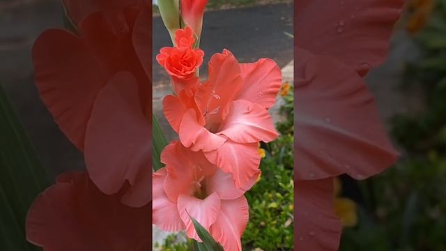 PINK GLADIOLUS