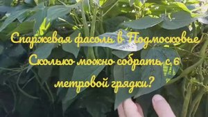 Спаржевая фасоль