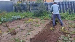 Выкапывание картофеля мотоблоком МТЗ веерной капалкой.