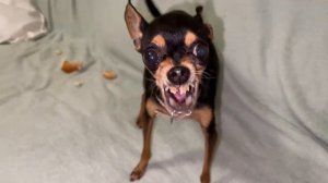 Сколько без перерыва может лаять маленькая собачка