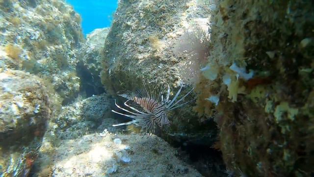 Рыба Лев (LionFisch) Греция Родос. 10.06.2019г. смотреть онлайн