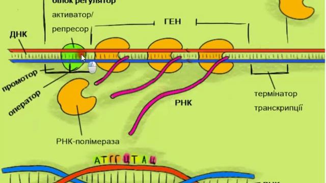 Транскрипція  Поняття про оперони смотреть онлайн