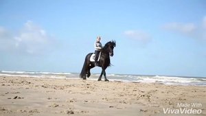 Красивый клип про лошадей. Работа с фризами. Фризские лошади.