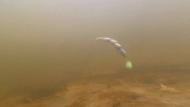 МАНДУЛА НА СУДАКА. ПОДВОДНАЯ СЪЁМКА. На что ловить судака?
