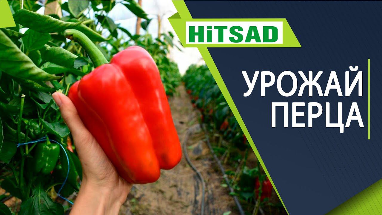 Как получать отличный урожай перца ️