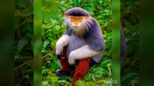 INVOCATION "AMON RA"