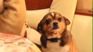 Собаку ругают, ей очень стыдно))))