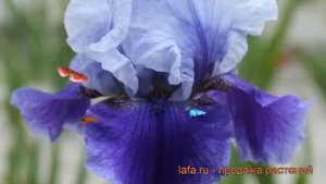 Ирис бородатый Блашес (iris) ? бородатый ирис Блашес обзор: как сажать, саженцы ириса Блашес