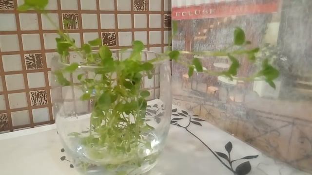 ВОССТАНОВИТ КОЖУ ПОЛНОСТЬЮ И РЕЦЕПТ ДЛЯ УКРЕПЛЕНИЯ КОСТЕЙ (звездчатка)3.02.2019 смотреть онлайн