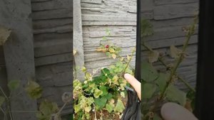 Результат удаление балансировочных валов Ховера