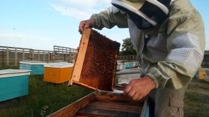 Подсаживаю плодную матку в безматочную семью.