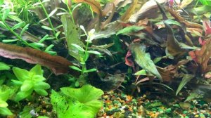Какой грунт выбрать для растительного аквариума ?!