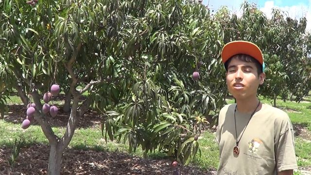 Best Mango Farm Florida смотреть онлайн