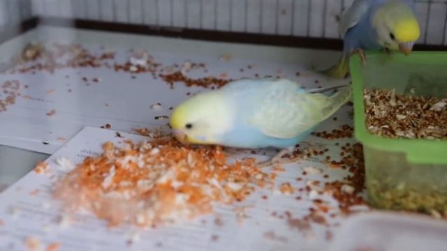 Гнездование Сюрприз+Эйрин, как растут птенцы волнистых попугаев Видео 6 смотреть онлайн