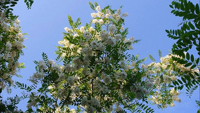 Нелли Барабанова- Белой акации гроздья душистые смотреть онлайн