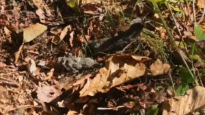 Заповедная Россия. Кедровая Падь.