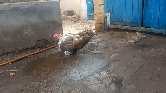 уточьки с утра и воду