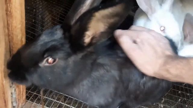 Кролики//Пропало два кролика смотреть онлайн