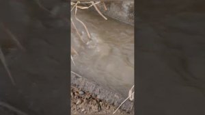 как строить пруды для форели на грунтовой и родниковой воде