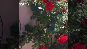 Плетистая роза «Don Juan» (Дон Жуан).