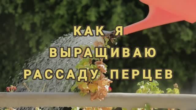 ПЕРЕЦ! Пикирую рассаду перца! Глиокладин и микориза для рассады