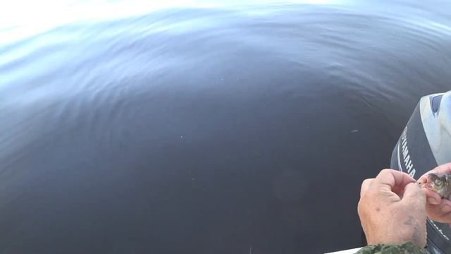 РЫБАЛКА НА КОЛЬЦО. Семейный отдых. Река Волга. Самарская область..... смотреть онлайн