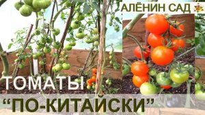 Томаты КИТАЙСКИМ СПОСОБОМ  Выращивание, результаты и мои выводы!