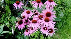 Наша Розовая Эхинацея (Echinacea) на даче.