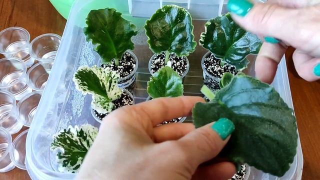Размножение фиалок с листика. Как укоренить лист! Мой опыт.