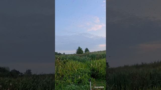 Живописные места Беларуси 🇧🇾🫶👍🪻🦅🕊️🦢 смотреть онлайн