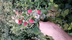 Ремонтантная малина ДжоанДжей плюсы и минусы