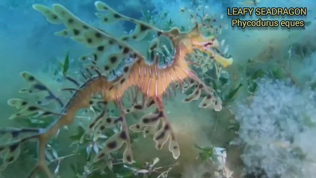 SEAHORSE SEADRAGON AND PIPEFISH. SYNGNATHIDAE FAMILY